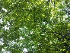 À̹ÌÁö½æ³×ÀÏ 58x58