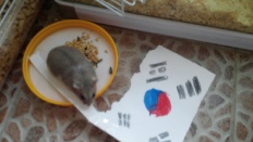 À̹ÌÁö½æ³×ÀÏ 58x58