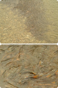 À̹ÌÁö½æ³×ÀÏ 58x58