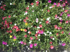 À̹ÌÁö½æ³×ÀÏ 58x58