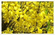 À̹ÌÁö½æ³×ÀÏ 58x58