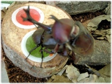 À̹ÌÁö½æ³×ÀÏ 58x58