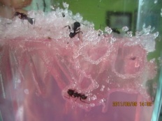 À̹ÌÁö½æ³×ÀÏ 58x58