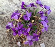 À̹ÌÁö½æ³×ÀÏ 58x58