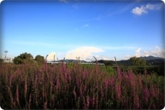 À̹ÌÁö½æ³×ÀÏ 58x58