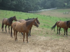 À̹ÌÁö½æ³×ÀÏ 58x58