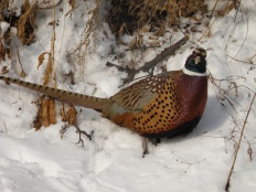 À̹ÌÁö½æ³×ÀÏ 58x58