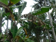 À̹ÌÁö½æ³×ÀÏ 58x58