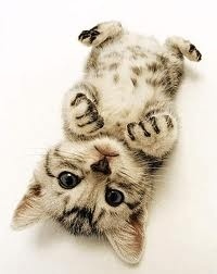 À̹ÌÁö½æ³×ÀÏ 58x58