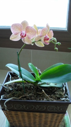 À̹ÌÁö½æ³×ÀÏ 58x58