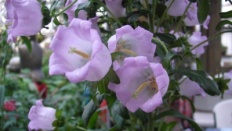 À̹ÌÁö½æ³×ÀÏ 58x58