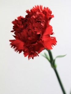 À̹ÌÁö½æ³×ÀÏ 58x58