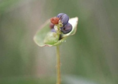 À̹ÌÁö½æ³×ÀÏ 58x58