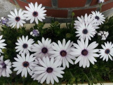 À̹ÌÁö½æ³×ÀÏ 58x58