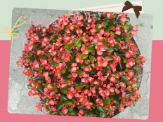 À̹ÌÁö½æ³×ÀÏ 58x58