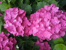 À̹ÌÁö½æ³×ÀÏ 58x58