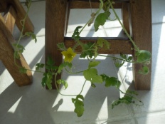 À̹ÌÁö½æ³×ÀÏ 58x58