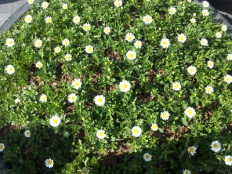 À̹ÌÁö½æ³×ÀÏ 58x58